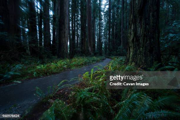 road amidst plants and trees at jedediah smith redwoods state park - jedediah smith redwoods state park stock pictures, royalty-free photos & images