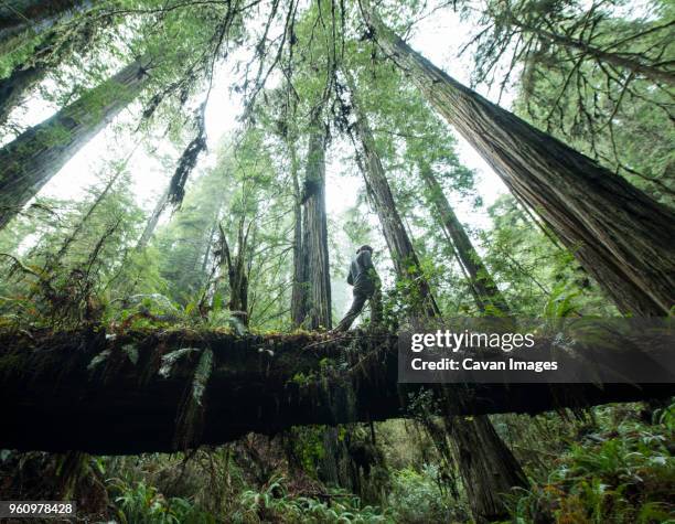 low angle view of man walking on fallen tree trunk at jedediah smith redwoods state park - redwood national park imagens e fotografias de stock