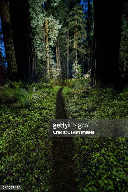 trail amidst plants at jedediah smith redwoods state park during dusk - jedediah smith redwoods state park stock pictures, royalty-free photos & images