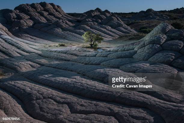 high angle scenic view of tree on marble canyon - marble canyon foto e immagini stock