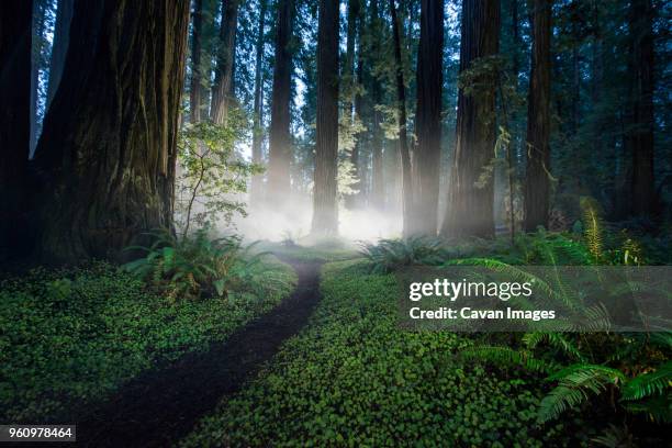 trail amidst plants at jedediah smith redwoods state park - jedediah smith redwoods state park stock pictures, royalty-free photos & images