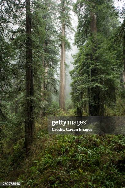 trees growing at jedediah smith redwoods state park during foggy weather - jedediah smith redwoods state park stock pictures, royalty-free photos & images