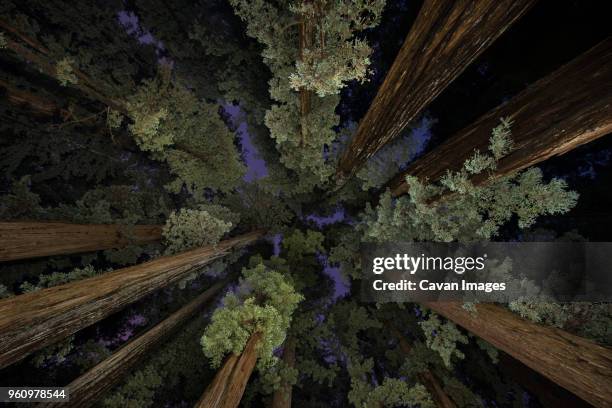 low angle view of trees in jedediah smith redwoods state park during dusk - jedediah smith redwoods state park stock pictures, royalty-free photos & images