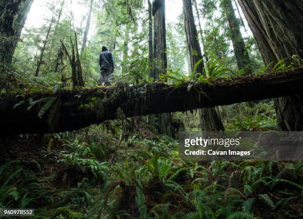 low angle view of man standing on fallen tree trunk at jedediah smith redwoods state park - jedediah smith redwoods state park stock pictures, royalty-free photos & images