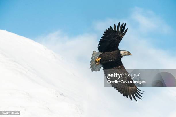 low angle view of bald eagle flying against snowcapped mountains at chugach state park during foggy weather - chugach state park stock-fotos und bilder