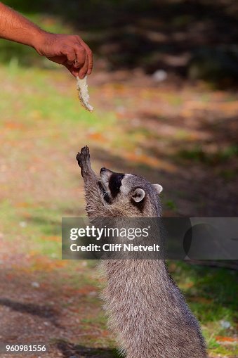 Raccoon Reaching For Food High Biology Diagrams