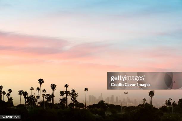 low angle view of silhouette palm trees against sky in city during sunset - los angeles california fotografías e imágenes de stock