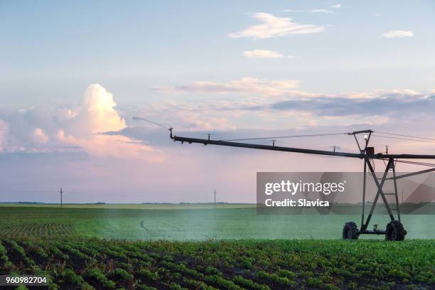 irrigation system watering soybean field - spraying soybeans stock pictures, royalty-free photos & images