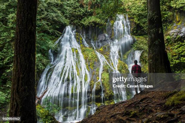 rear view of man standing against waterfall at gifford pinchot national forest - gifford pinchot national forest stock pictures, royalty-free photos & images