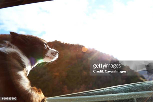dog looking through car windshield - dog in car window stock pictures, royalty-free photos & images