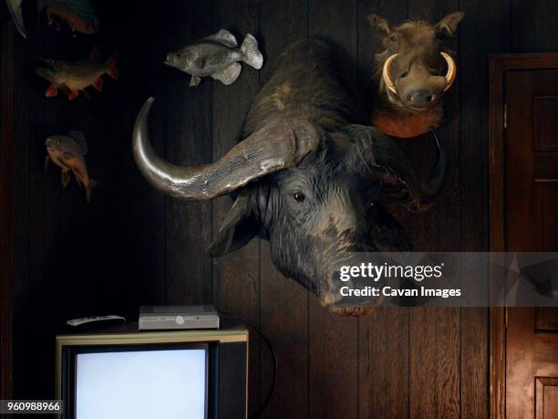 hunting trophies on wall - taxidermy stock-fotos und bilder