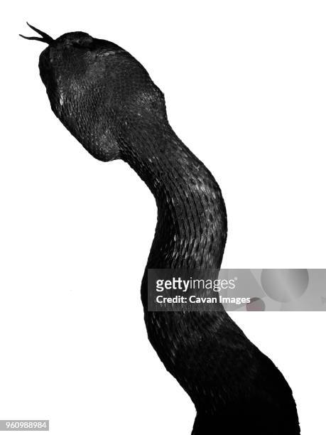 snake hissing on white background - forked tongue stock pictures, royalty-free photos & images