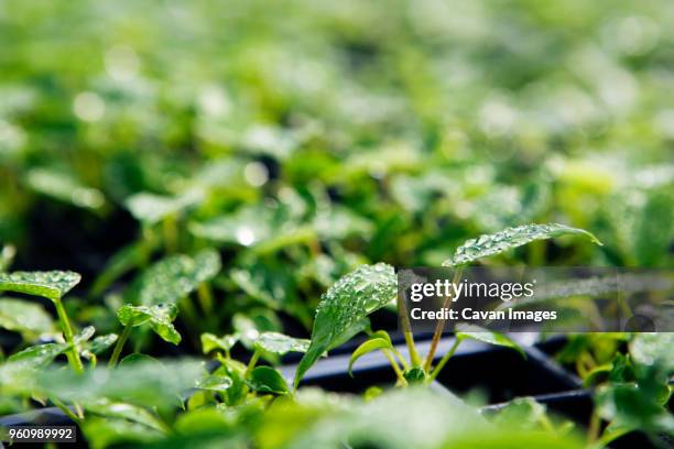 plants growing in seedling trays - seedling tray stock pictures, royalty-free photos & images