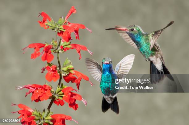 hummingbird, broad-billed, male, arizona - broad billed hummingbird stock pictures, royalty-free photos & images