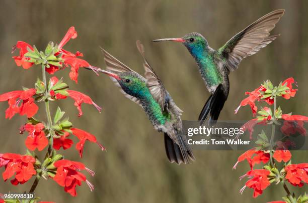 hummingbird, broad-billed, male, arizona - broad billed hummingbird stock pictures, royalty-free photos & images