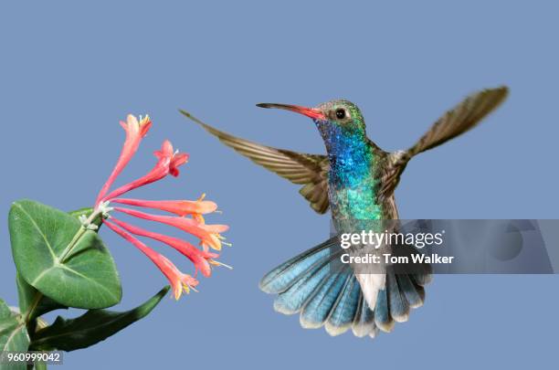 hummingbird, broad-billed, male, arizona - broad billed hummingbird stock pictures, royalty-free photos & images