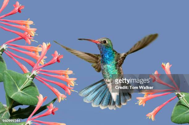 hummingbird, broad-billed, male, arizona - broad billed hummingbird stock pictures, royalty-free photos & images