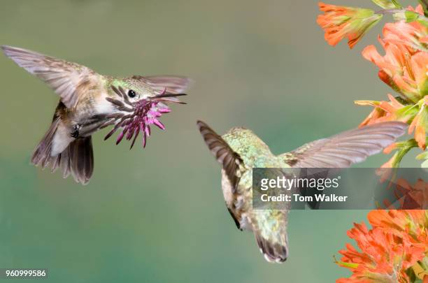 hummingbird, calliope, canada - calliope hummingbird stock pictures, royalty-free photos & images