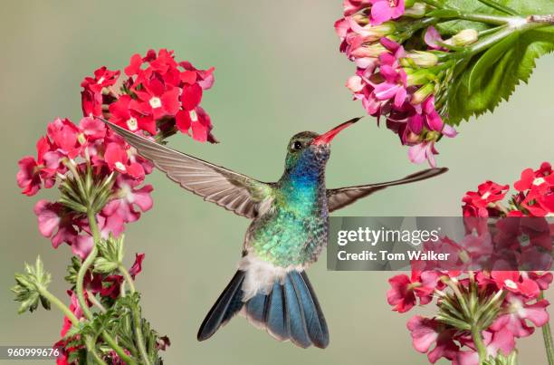 hummingbird, broad-billed, male, arizona - broad billed hummingbird stock pictures, royalty-free photos & images