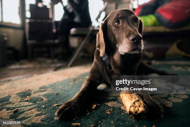 close-up of dog relaxing on carpet in cottage - dog on wooden floor stock pictures, royalty-free photos & images