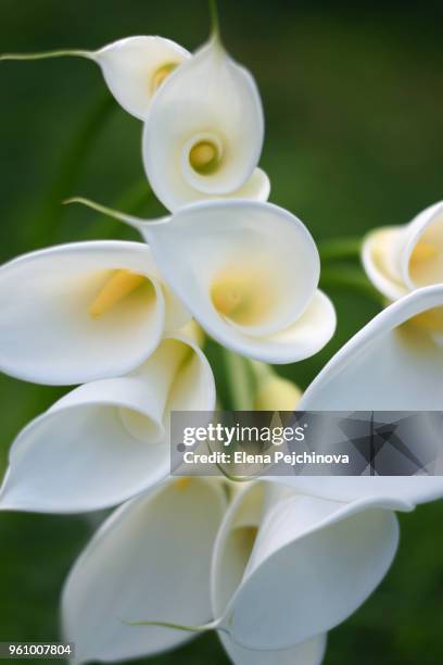 garden callas - aronskelk stockfoto's en -beelden