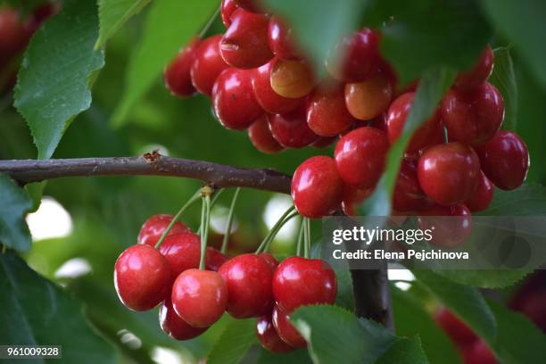 abundance of cherries on a tree - bing cherry stock pictures, royalty-free photos & images