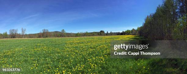dandelions and grass growing during springtime in milan, new hampshire usa 2018 - cappi thompson 個照片及圖片檔