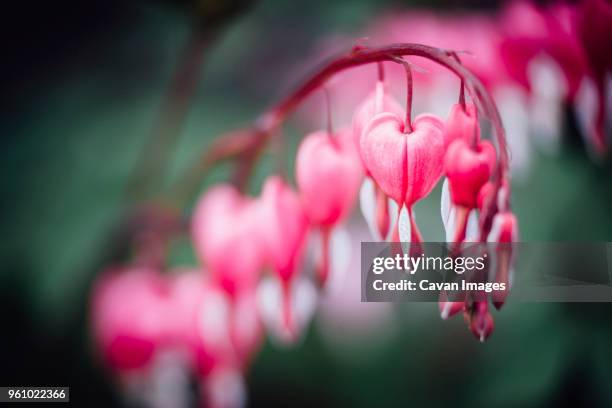 close-up of bleeding heart (dicentra spectabilis) flowers blooming outdoors - kronblatt stock-fotos und bilder