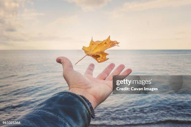 cropped hand of man catching autumn leaf by lake superior against sky during sunset - lake superior fall stock pictures, royalty-free photos & images