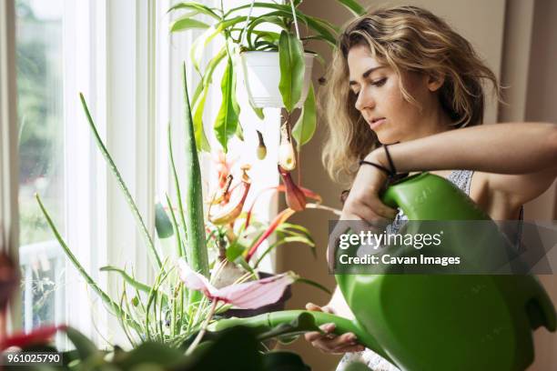 woman watering potted plants on window - watering can stock pictures, royalty-free photos & images