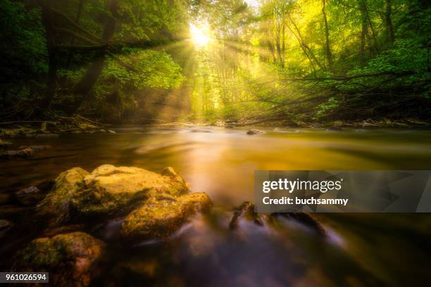 sonnenstrahlen an einem bachlauf im wald - sonnenstrahlen stock pictures, royalty-free photos & images