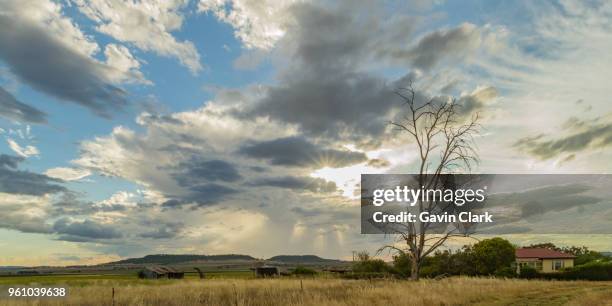 sunflowers at sunset - toowoomba stock pictures, royalty-free photos & images