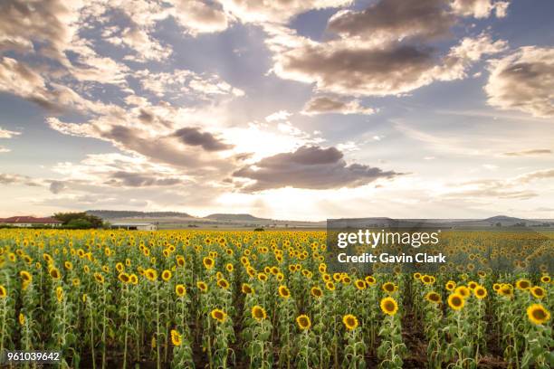 sunflowers at sunset - toowoomba stock-fotos und bilder