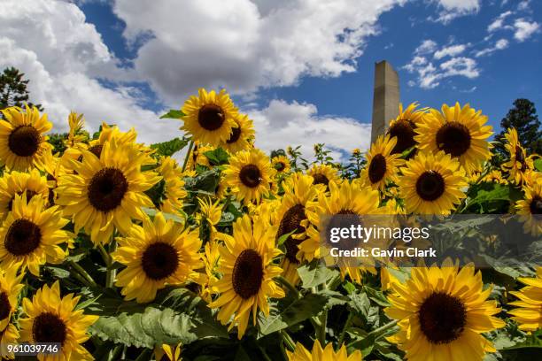 sunflowers at sunset - toowoomba stock pictures, royalty-free photos & images