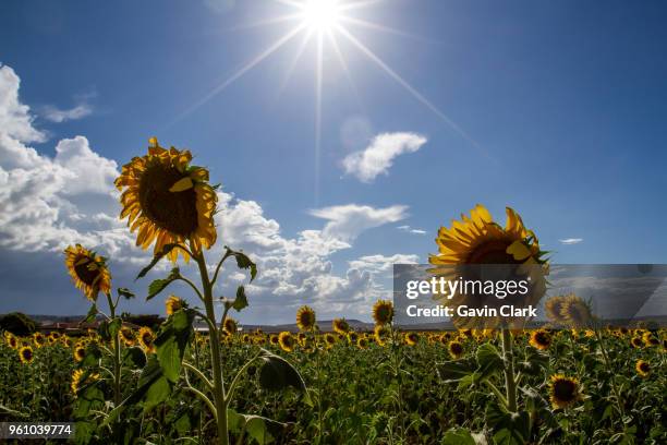 sunflowers at sunset - toowoomba stockfoto's en -beelden