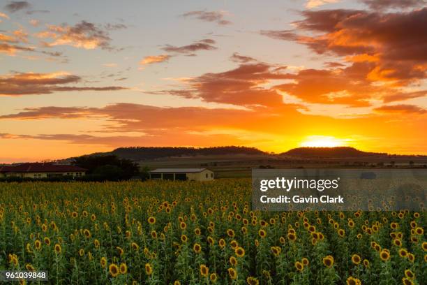 sunflowers at sunset - toowoomba stock-fotos und bilder