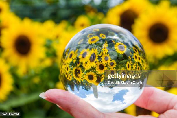 sunflowers at sunset - toowoomba stockfoto's en -beelden