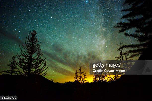 low angle view of silhouette trees against star field - nördliches kaskadengebirge stock-fotos und bilder
