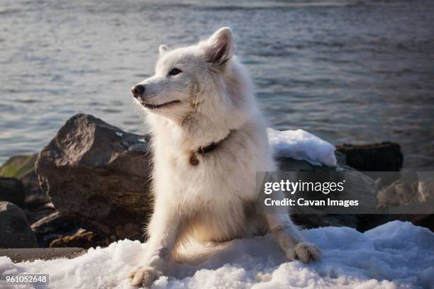 white dog sitting on snow against lake - severe weather alert stock pictures, royalty-free photos & images