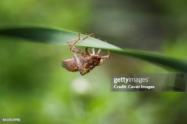 Uraro Insect Leaf Insect Photos and Premium High Res Pictures - Getty Images