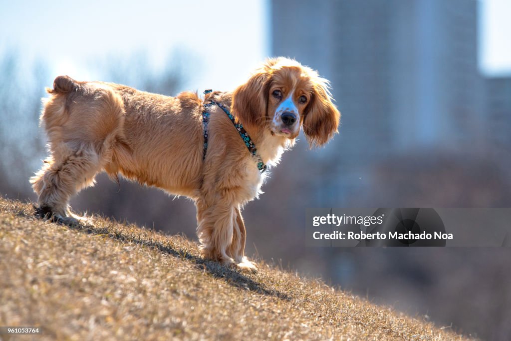 Brown and white Cocker Spaniel dog pet on a city park after...