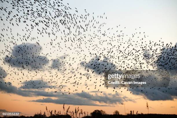 low angle view of birds flying against sky during sunset - idyllic europe stock pictures, royalty-free photos & images