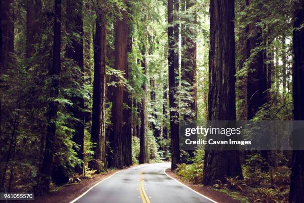 empty road amidst redwood trees at state park - humboldt redwoods state park stock pictures, royalty-free photos & images