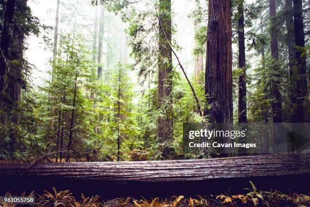 redwood trees at state park - humboldt redwoods state park stock pictures, royalty-free photos & images