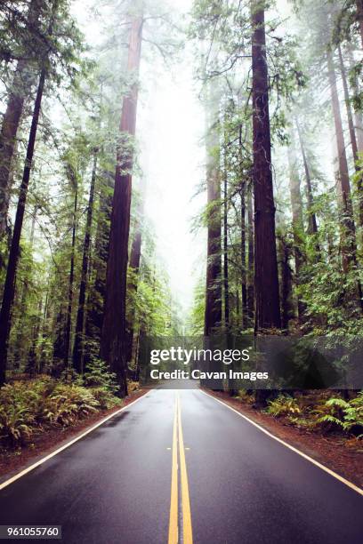 road amidst redwood trees at state park - humboldt redwoods state park stock pictures, royalty-free photos & images