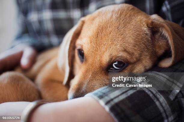 close up image of woman holding dog - hugging mid section stock pictures, royalty-free photos & images