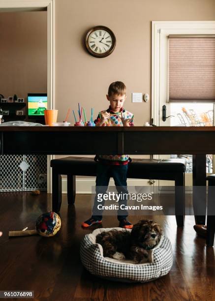 boy painting his fingers at table while shih tzu relaxing in pet bed - child holding toy dog stock pictures, royalty-free photos & images