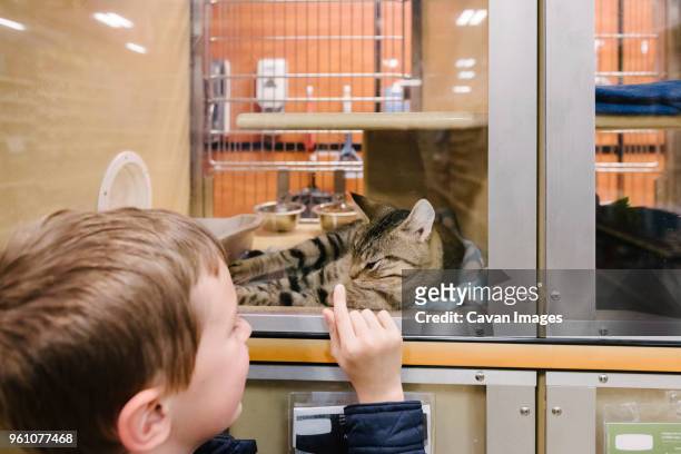boy looking at cat in pet shop - pet shop stock pictures, royalty-free photos & images