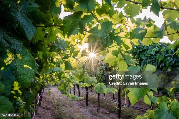 plants growing in vineyard - sonoma stockfoto's en -beelden