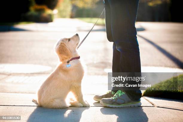 low section of woman with puppy standing on footpath - correa accesorio personal fotografías e imágenes de stock